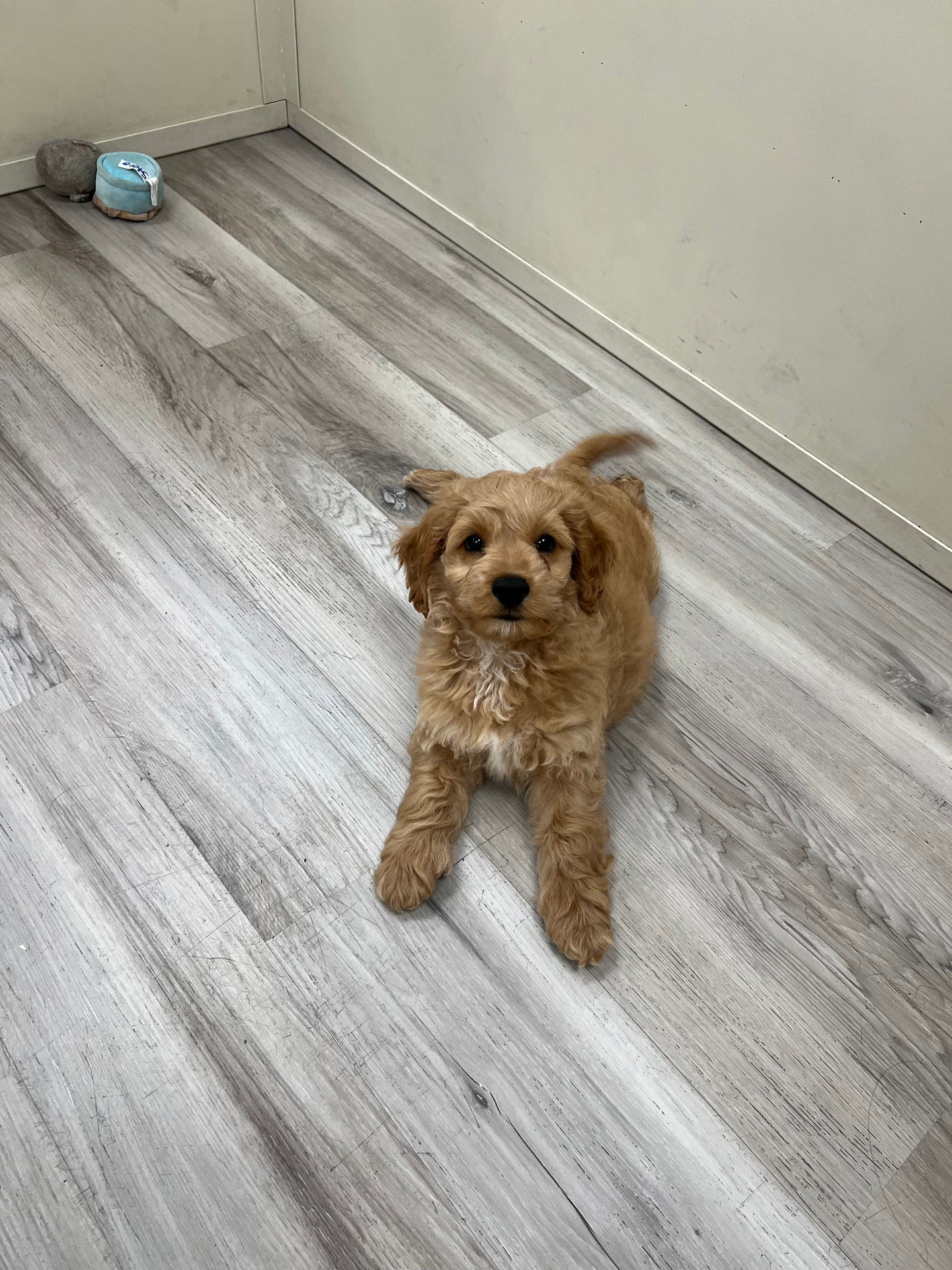 Enzo the Cavapoo